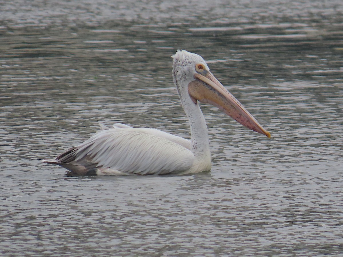 Пестроклювый пеликан - ML644513151