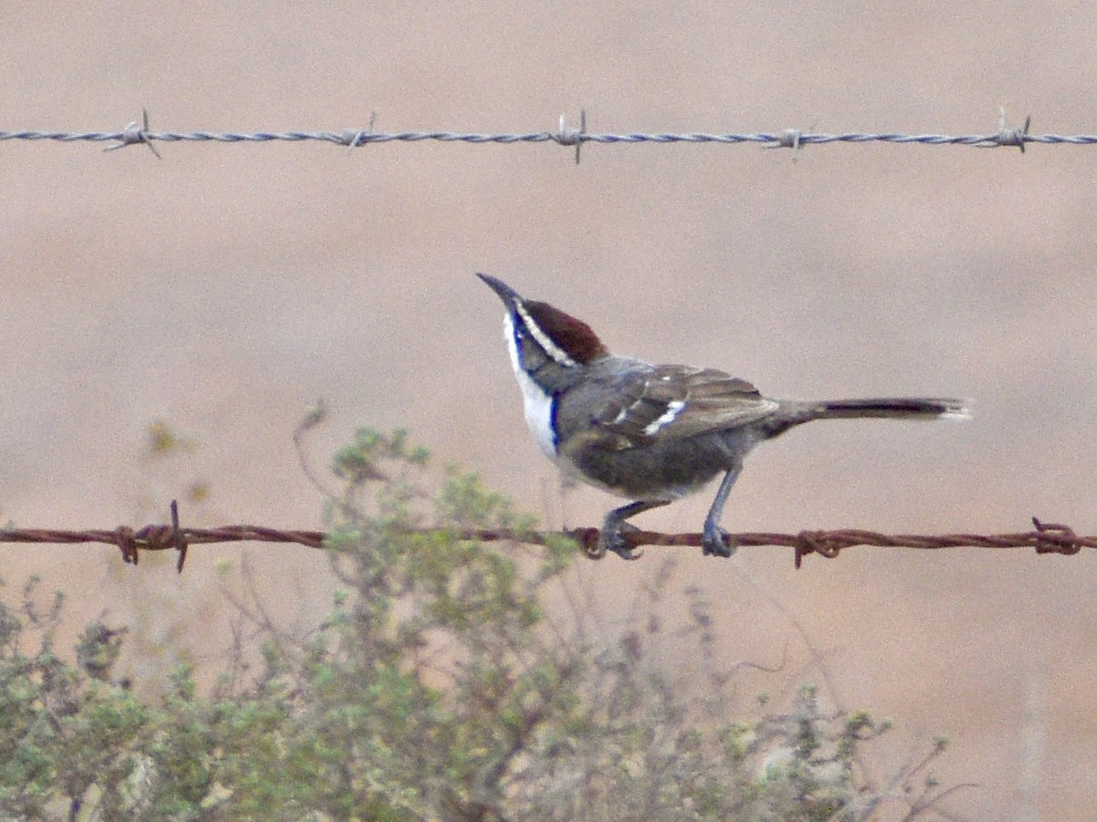 Chestnut-crowned Babbler - ML644513152