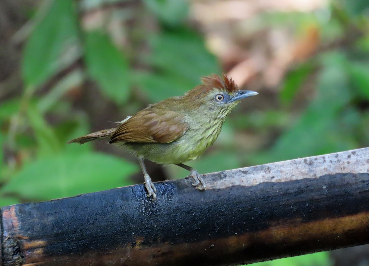 ムナフムシクイチメドリ - ML644513154