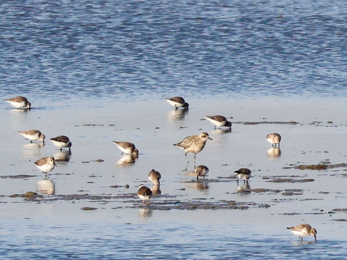 Сивка морська - ML644513155