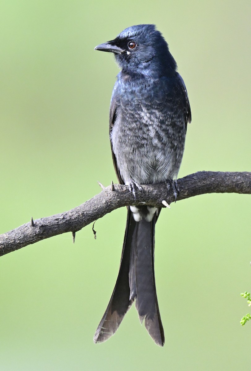 drongo černý - ML644513158