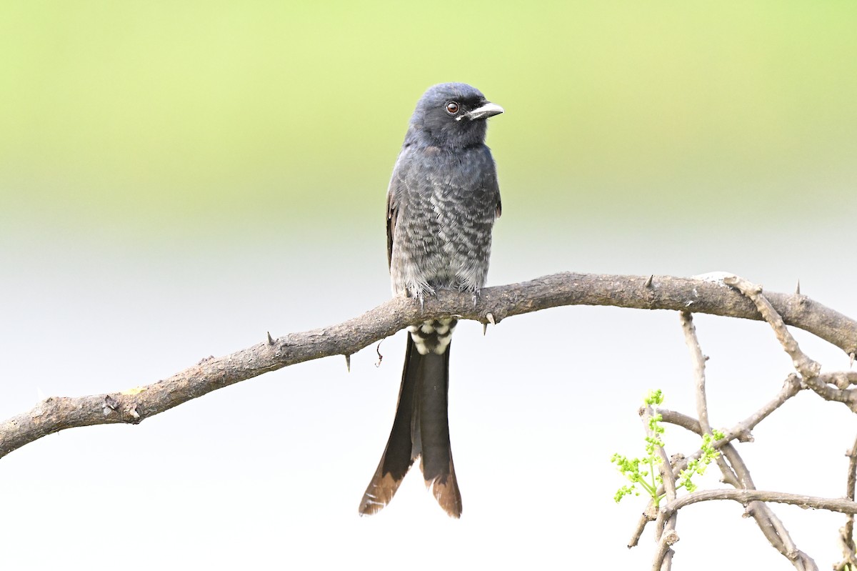 drongo černý - ML644513159