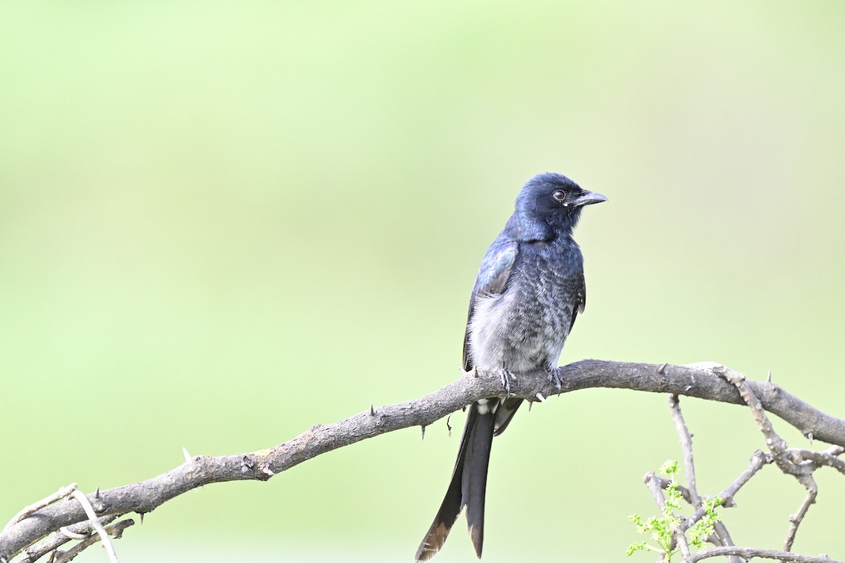 drongo černý - ML644513160