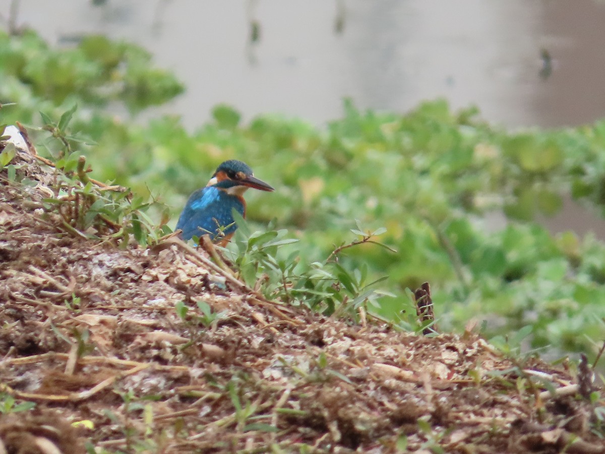Common Kingfisher - ML644513162