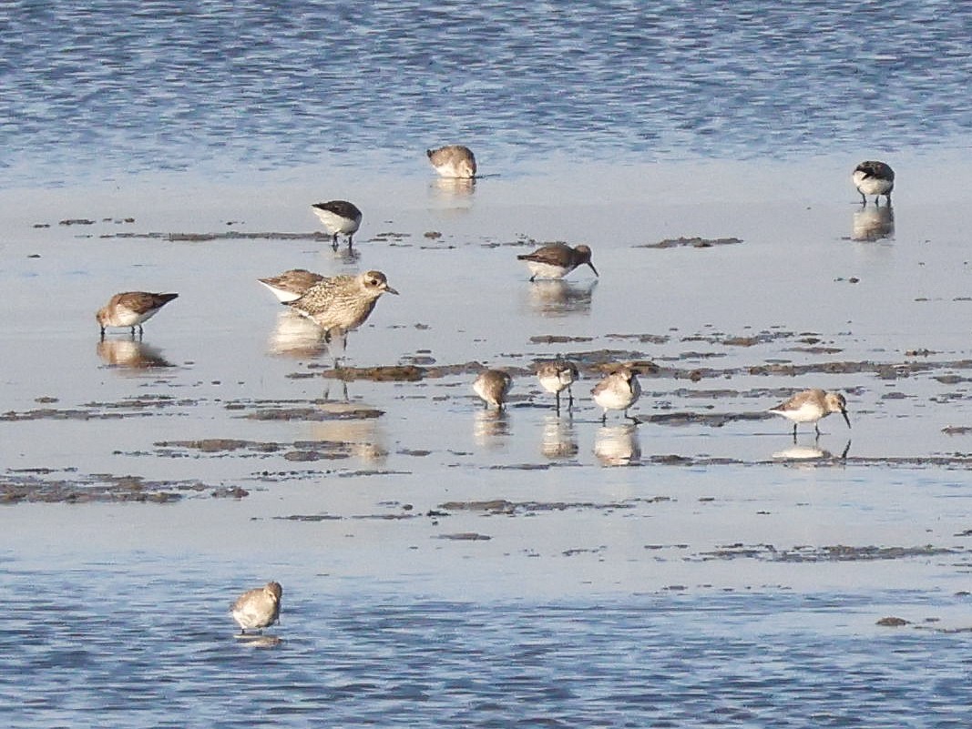 Сивка морська - ML644513163