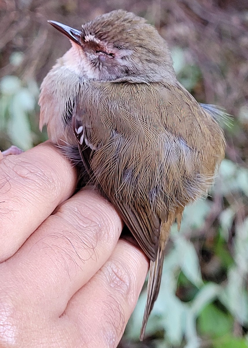 White-browed Scrubwren - ML644513164