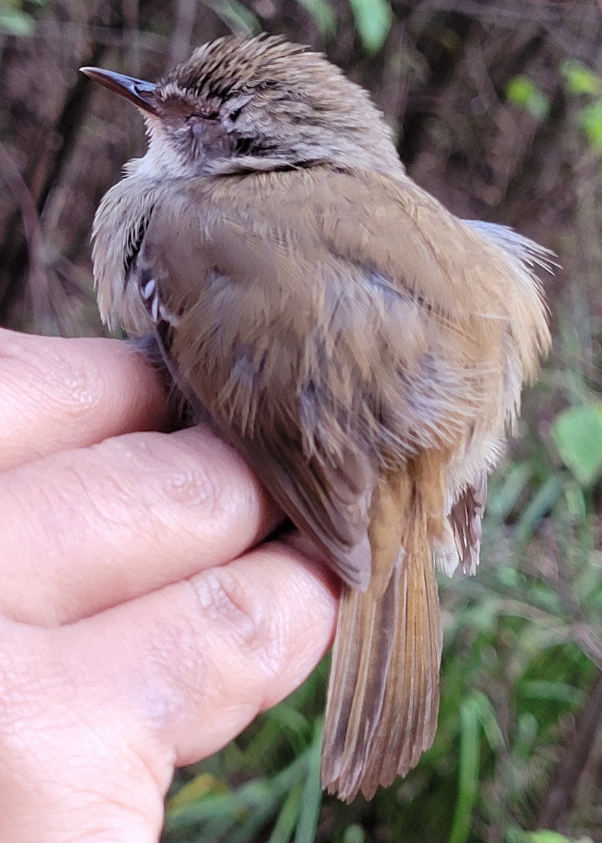 White-browed Scrubwren - ML644513165