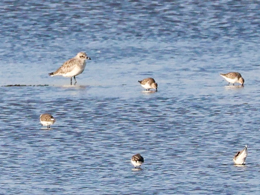 Сивка морська - ML644513167