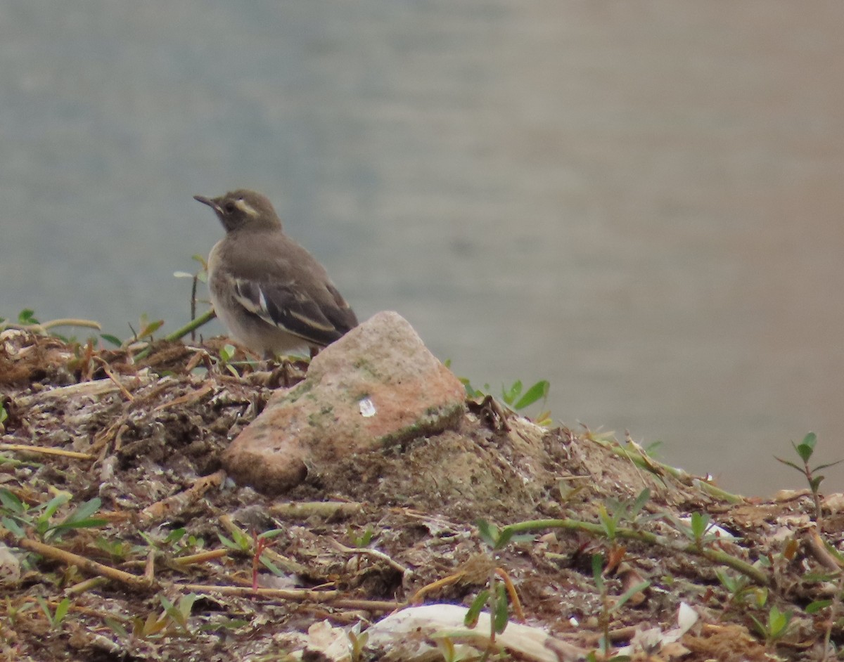 White-browed Wagtail - ML644513169