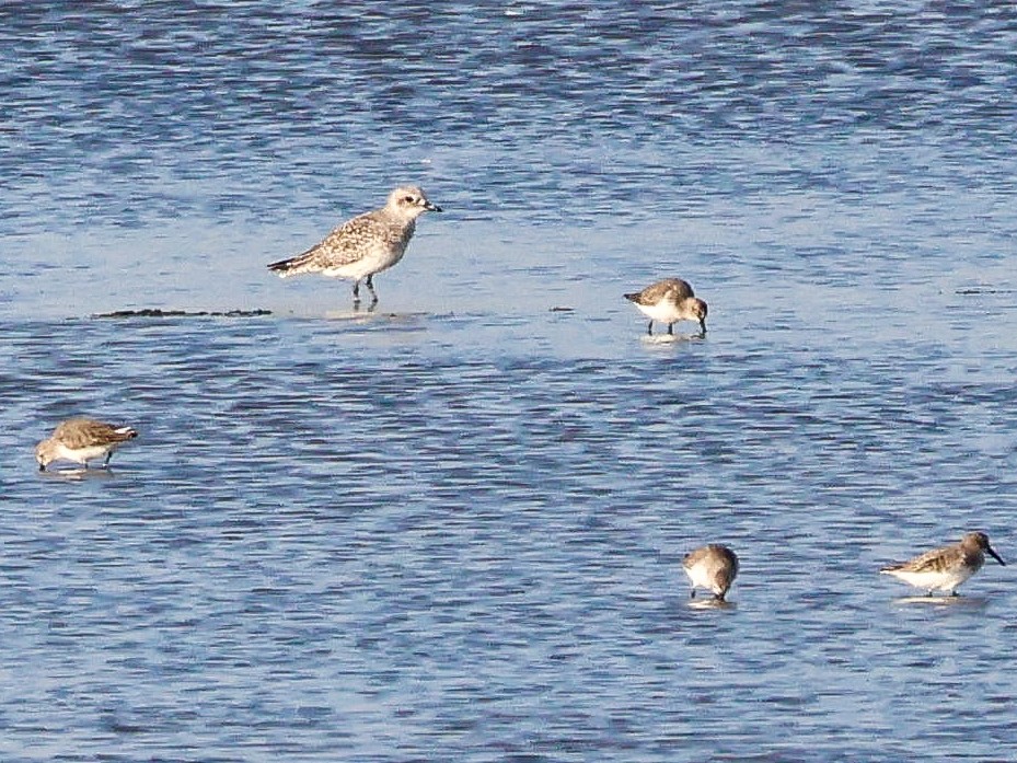 Сивка морська - ML644513171