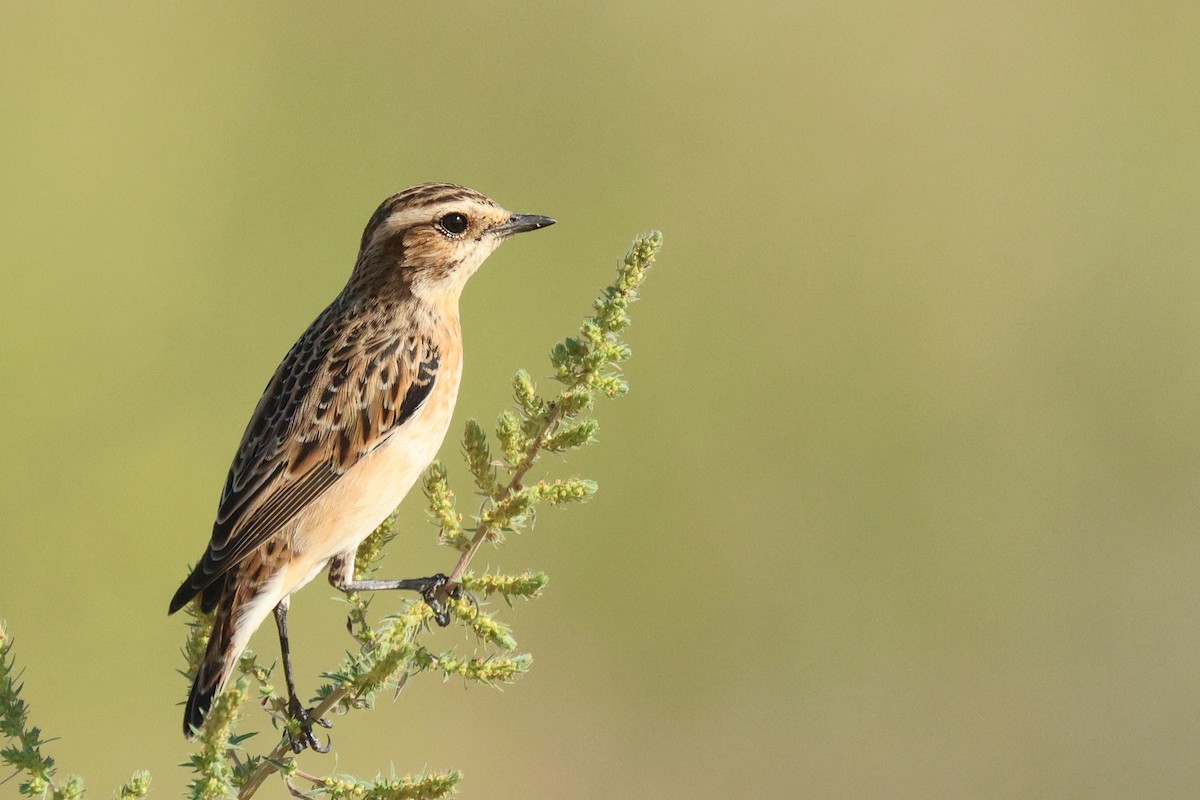 Tarier des prés - ML644513177