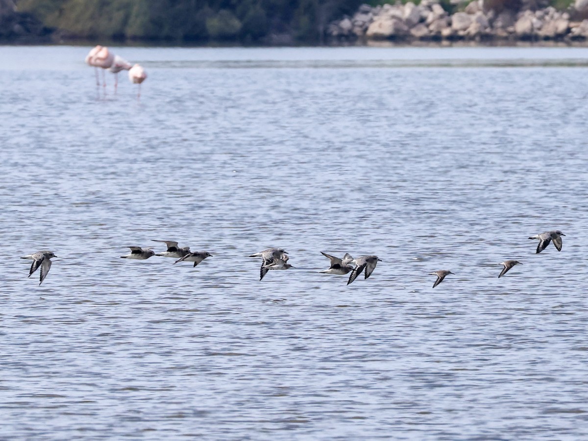 Сивка морська - ML644513178