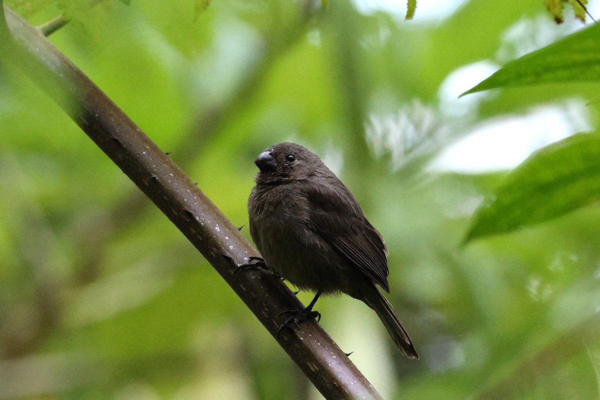 Чёрный просяночник - ML644513180