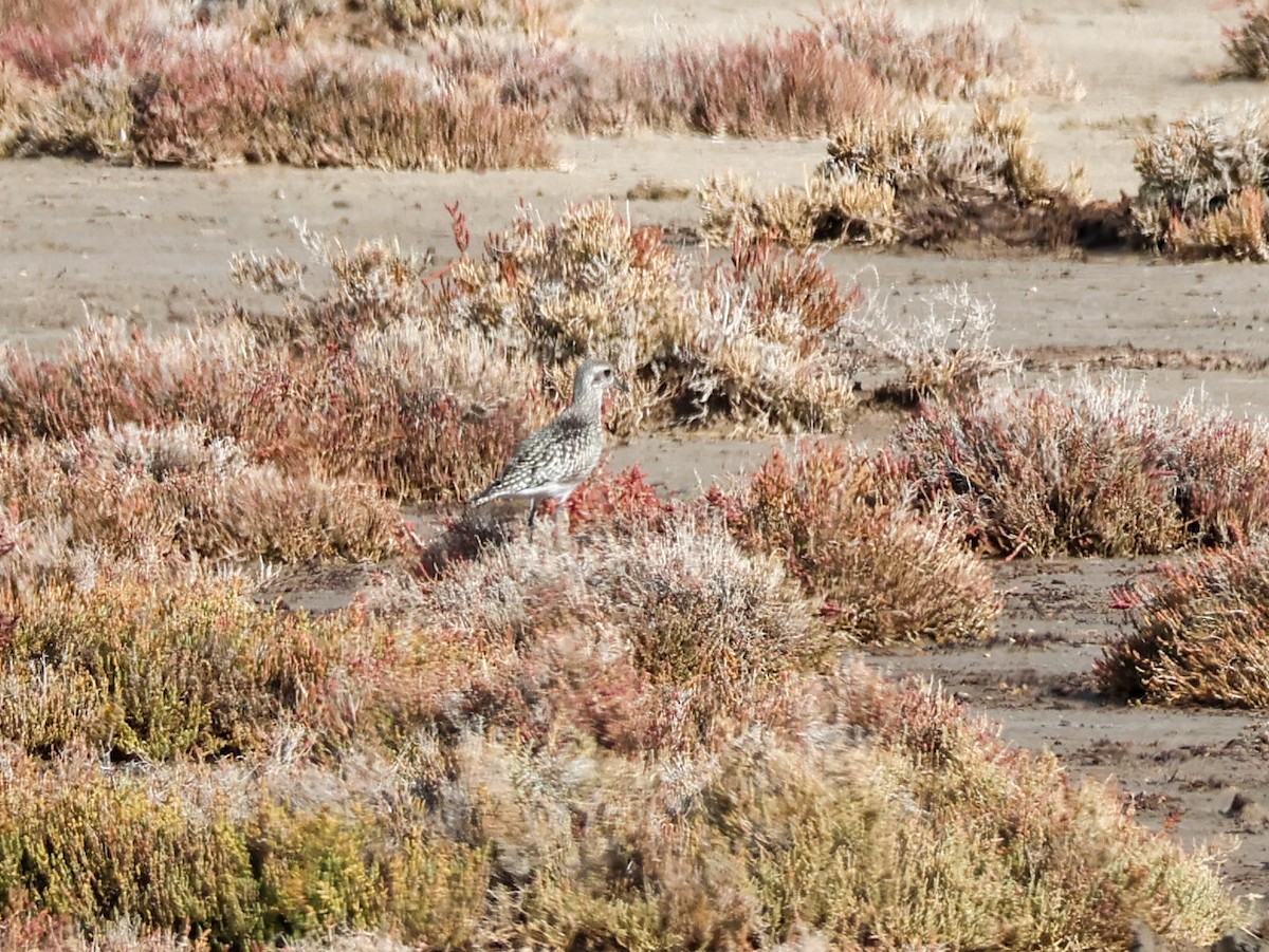 Сивка морська - ML644513182