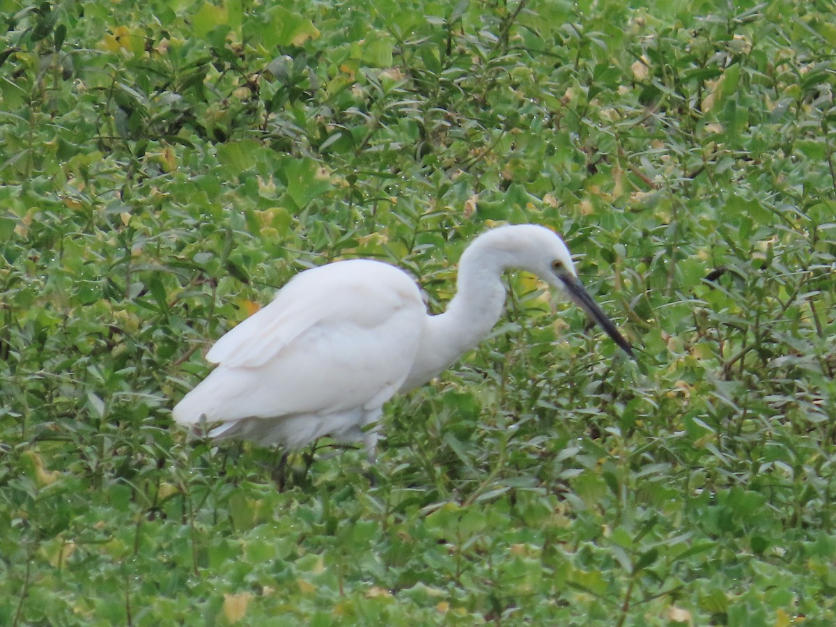 silkehegre - ML644513183