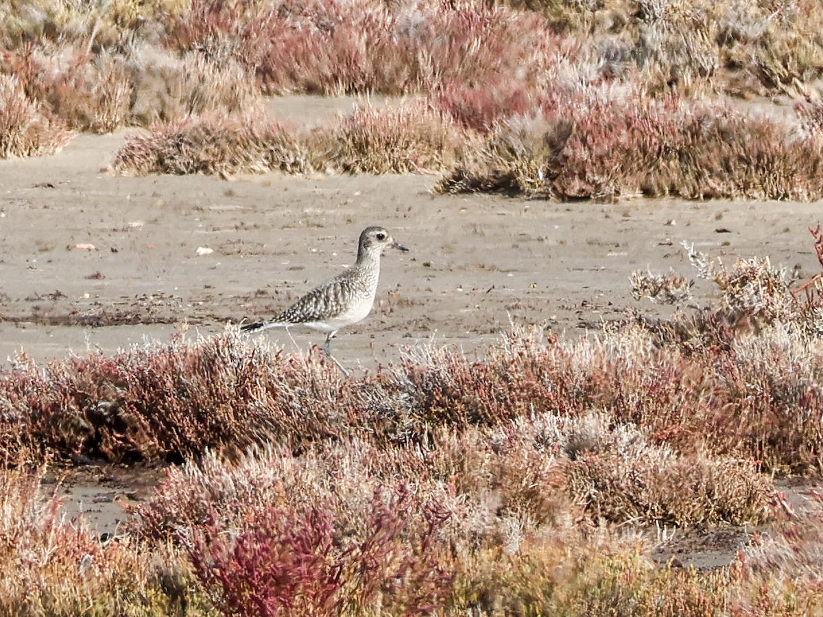 Сивка морська - ML644513184