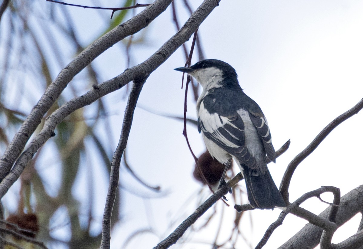 White-winged Triller - ML644513185