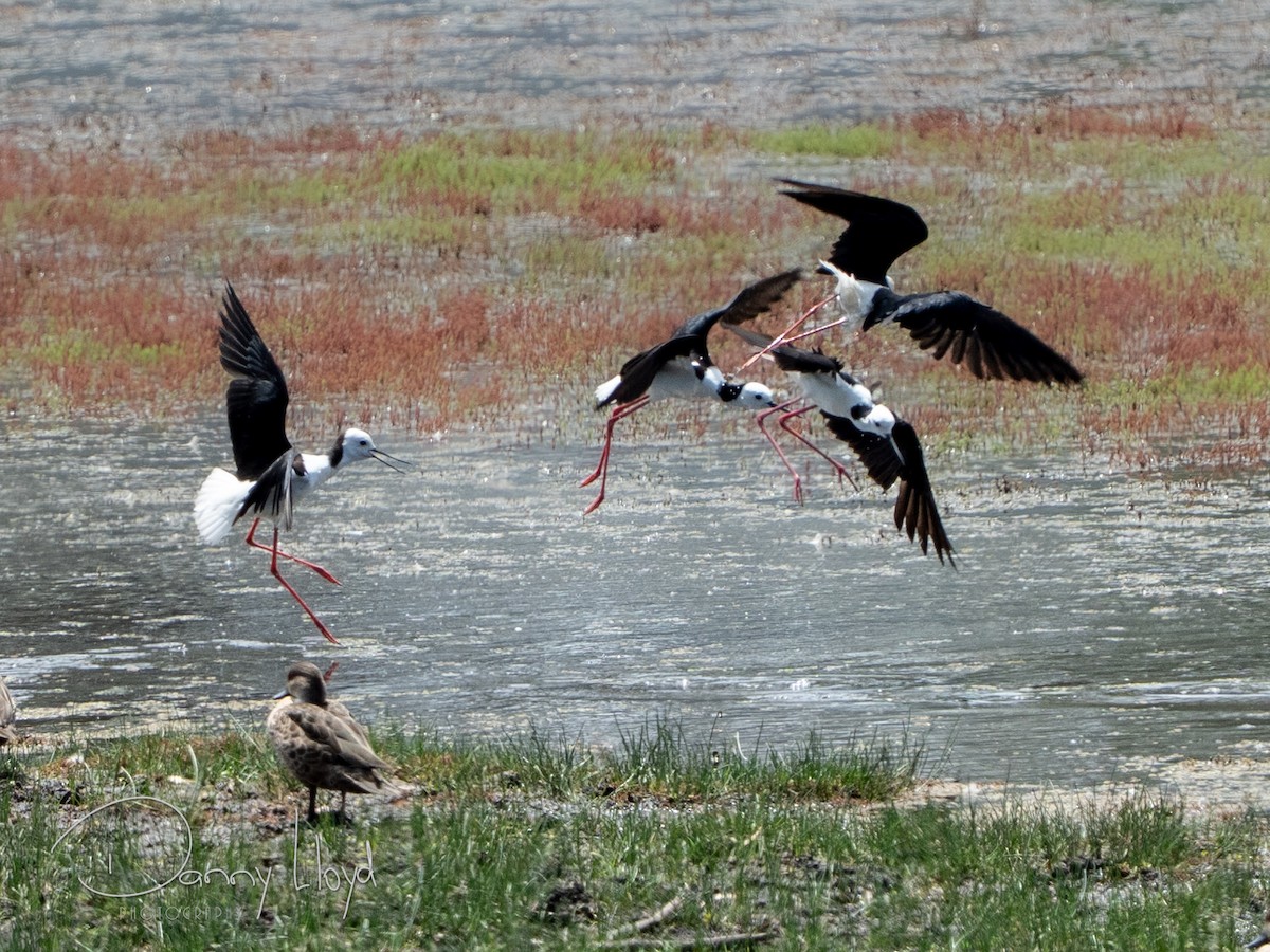 オーストラリアセイタカシギ - ML644513186