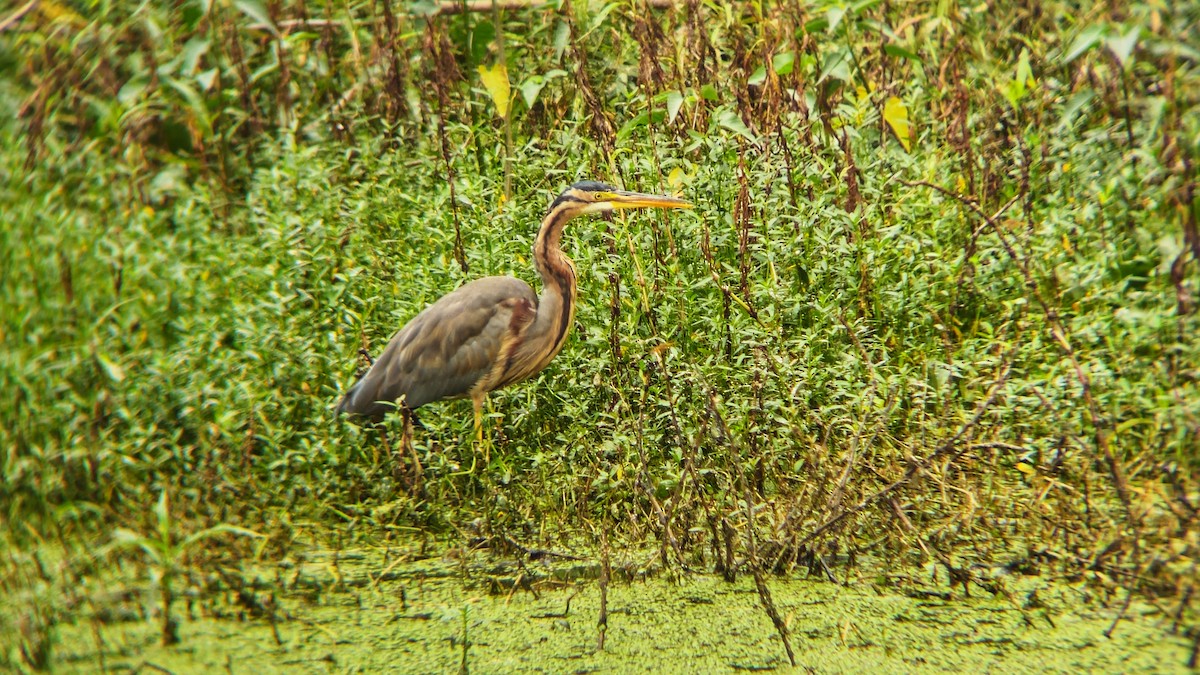 ムラサキサギ - ML644513196