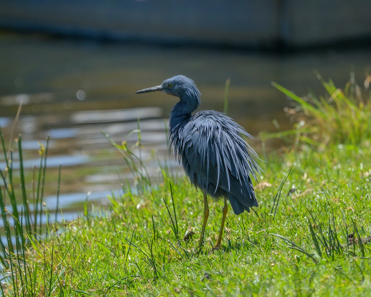Braunkehlreiher - ML644513199