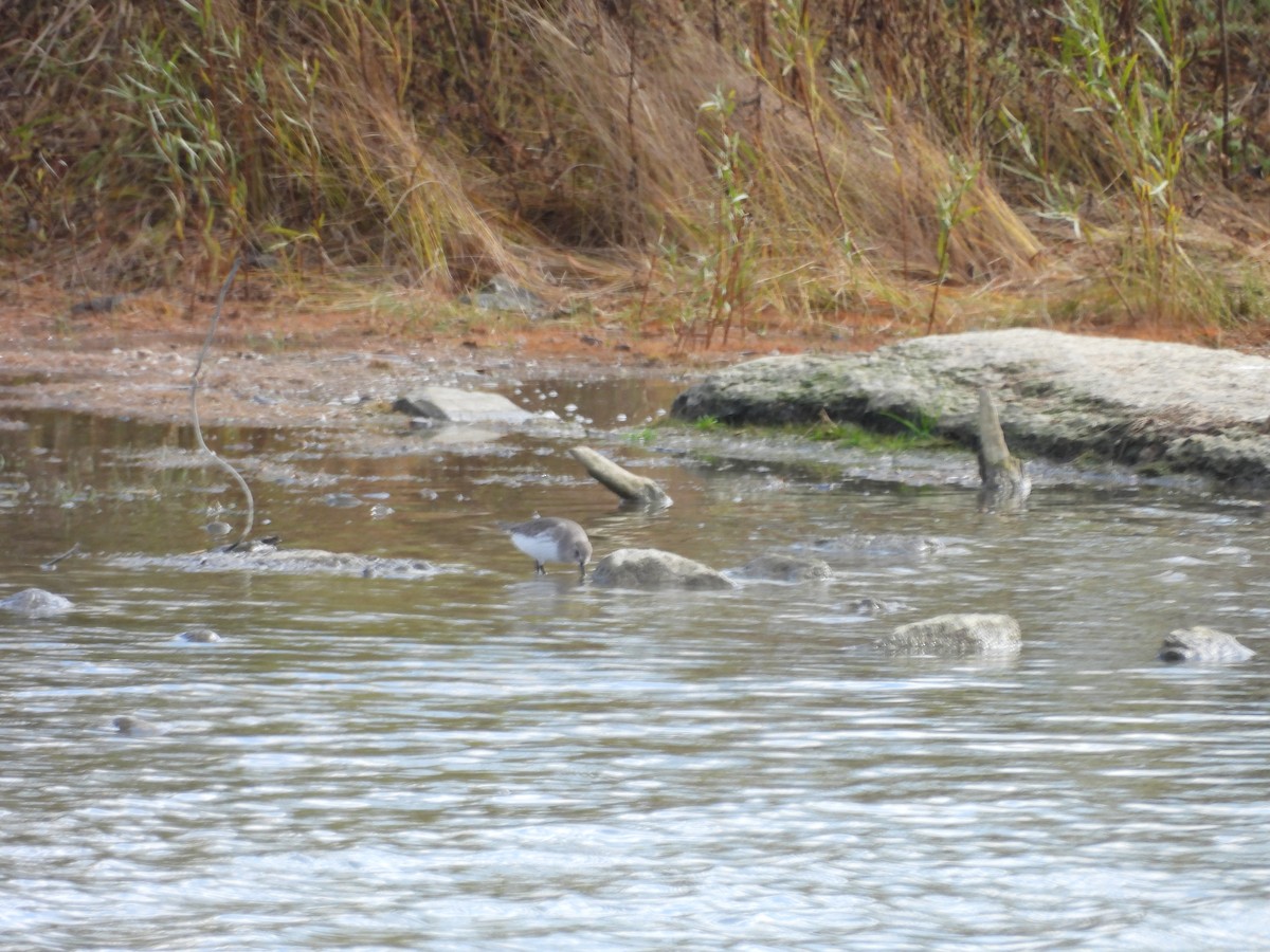 Dunlin - ML644513207