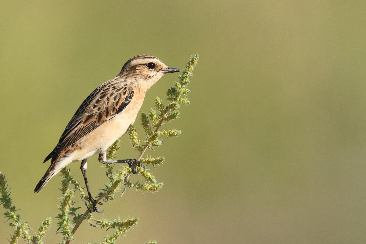 Tarier des prés - ML644513209