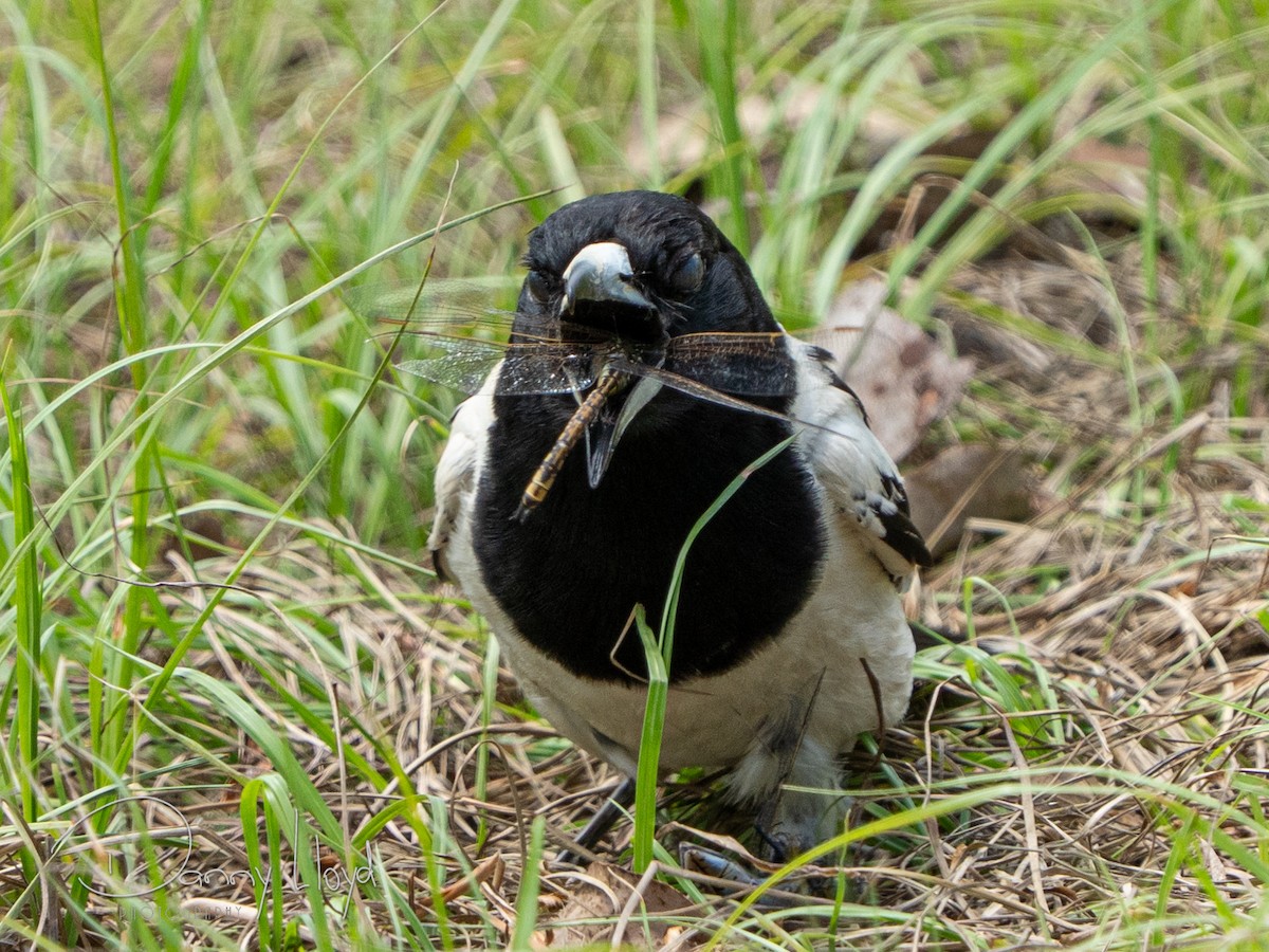 sangslakterfugl - ML644513215