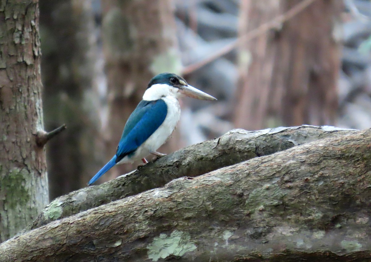 白領翡翠 - ML644513218