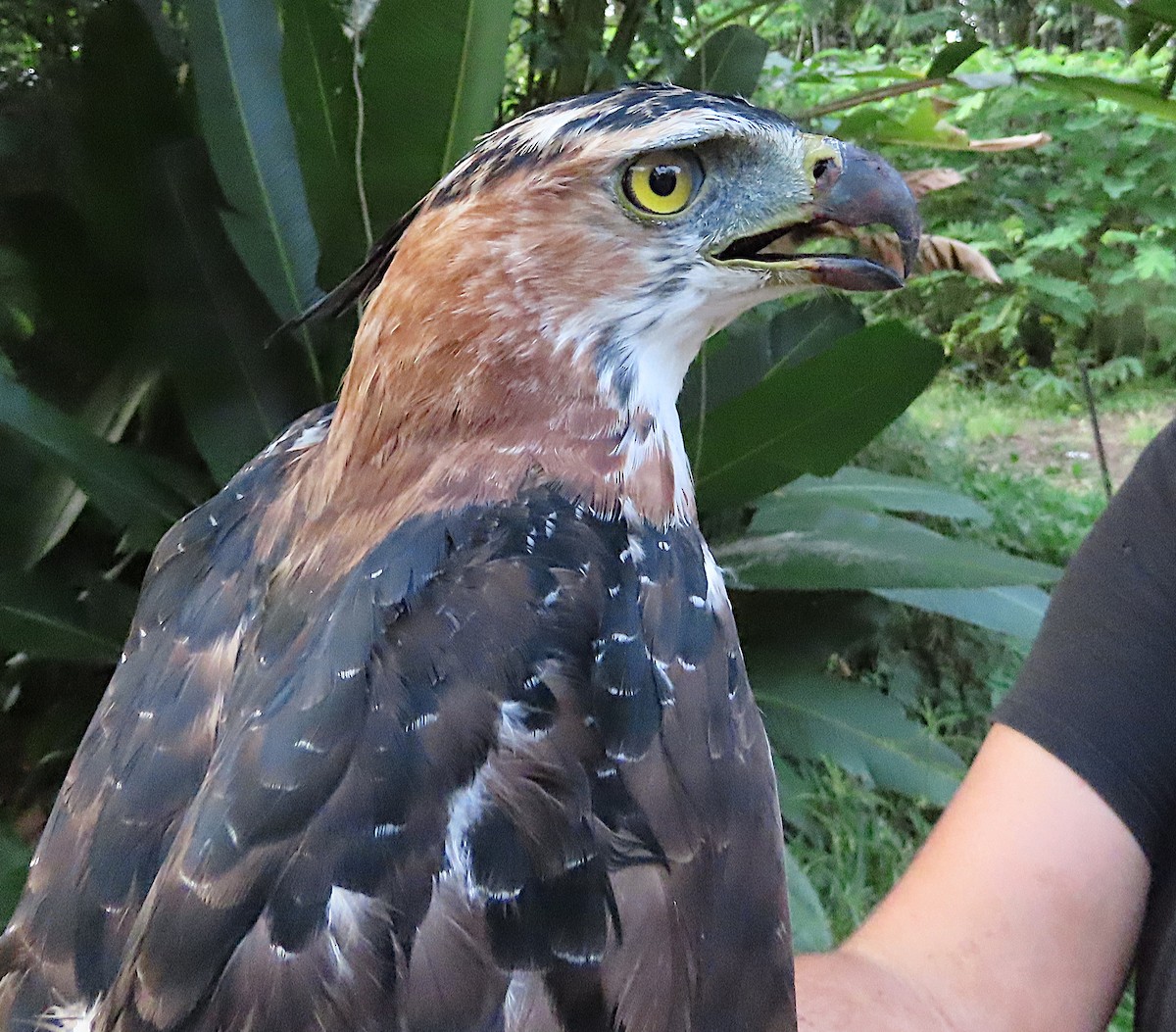 Prachtadler - ML644513224