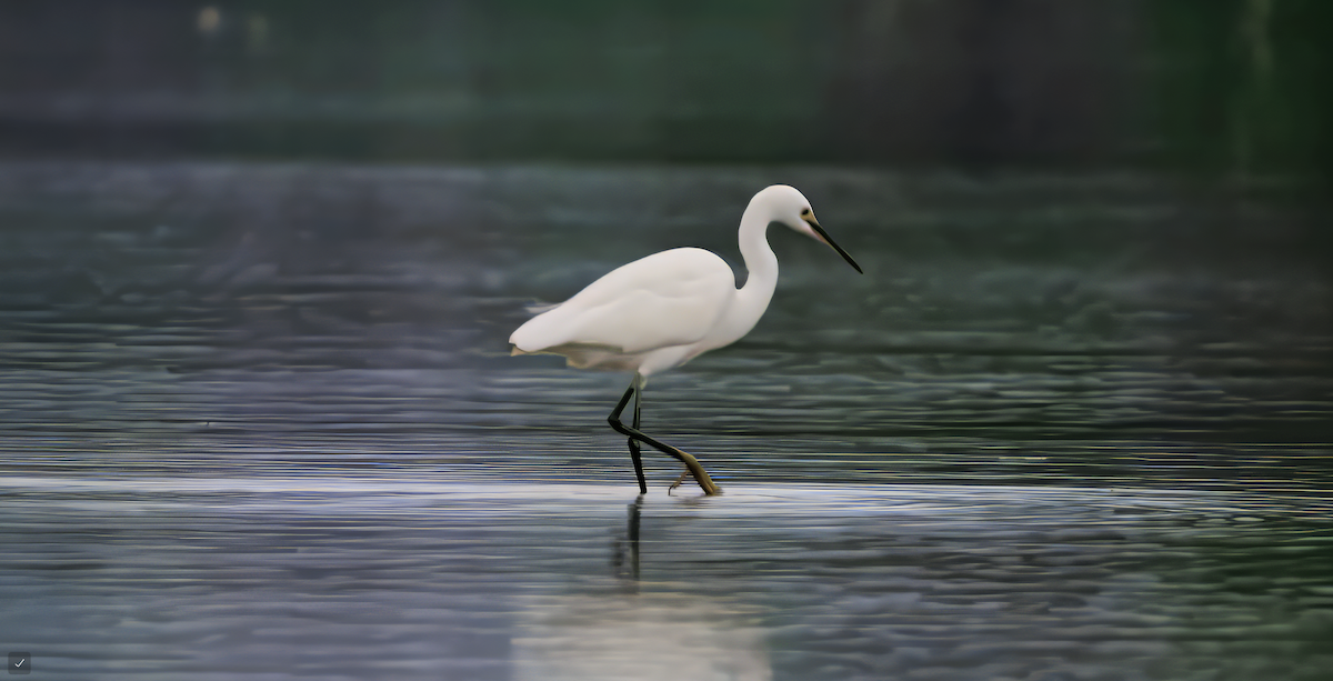 silkehegre - ML644513226