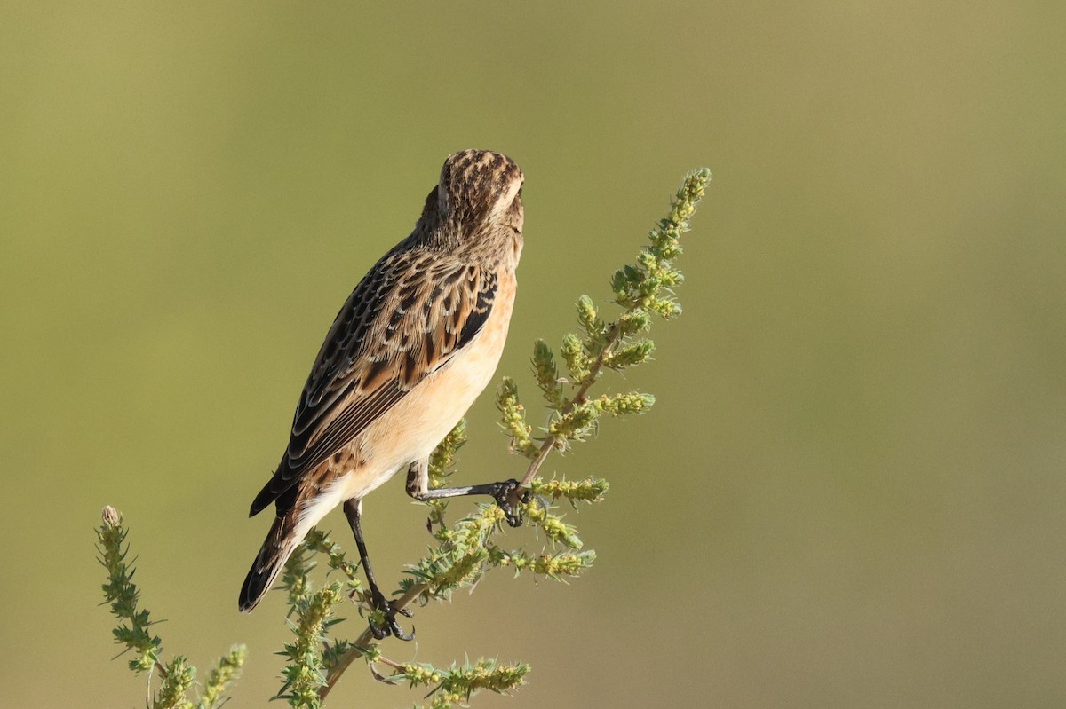 Tarier des prés - ML644513228