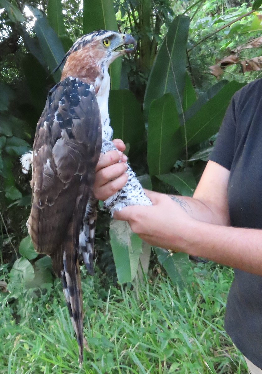 Prachtadler - ML644513230