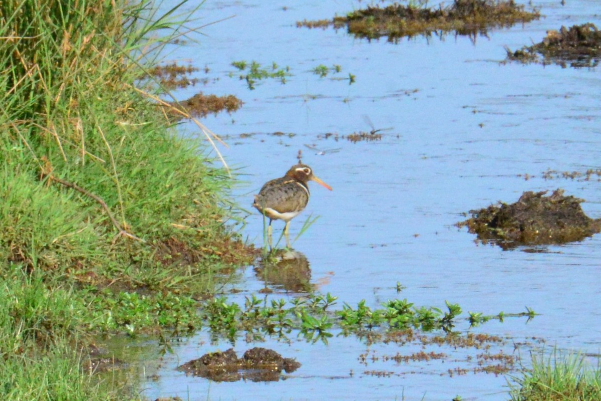 Australian Painted-Snipe - ML644513240