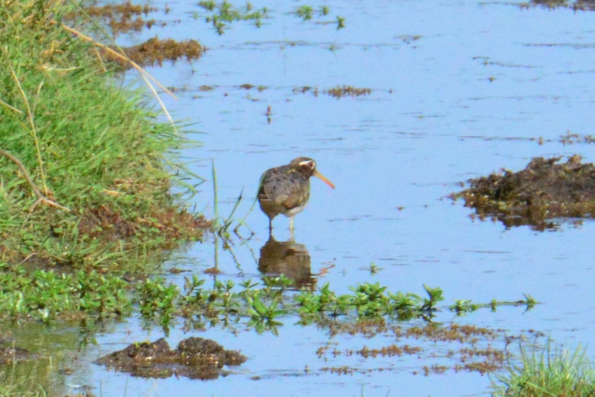 Australian Painted-Snipe - ML644513241