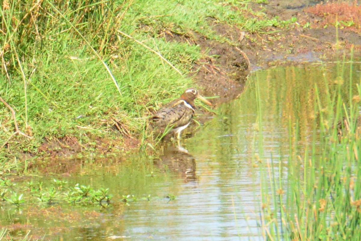 Australian Painted-Snipe - ML644513242
