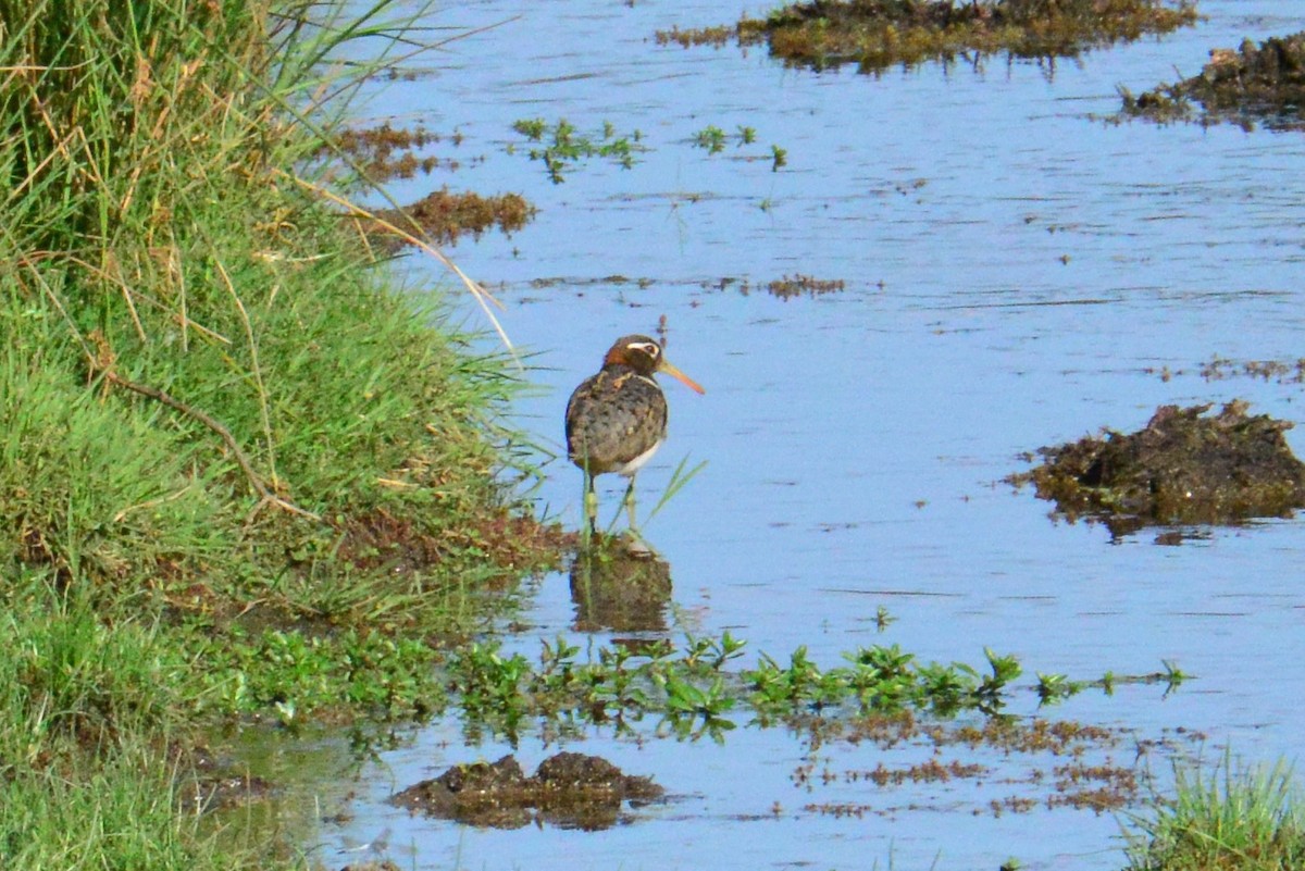 Australian Painted-Snipe - ML644513243