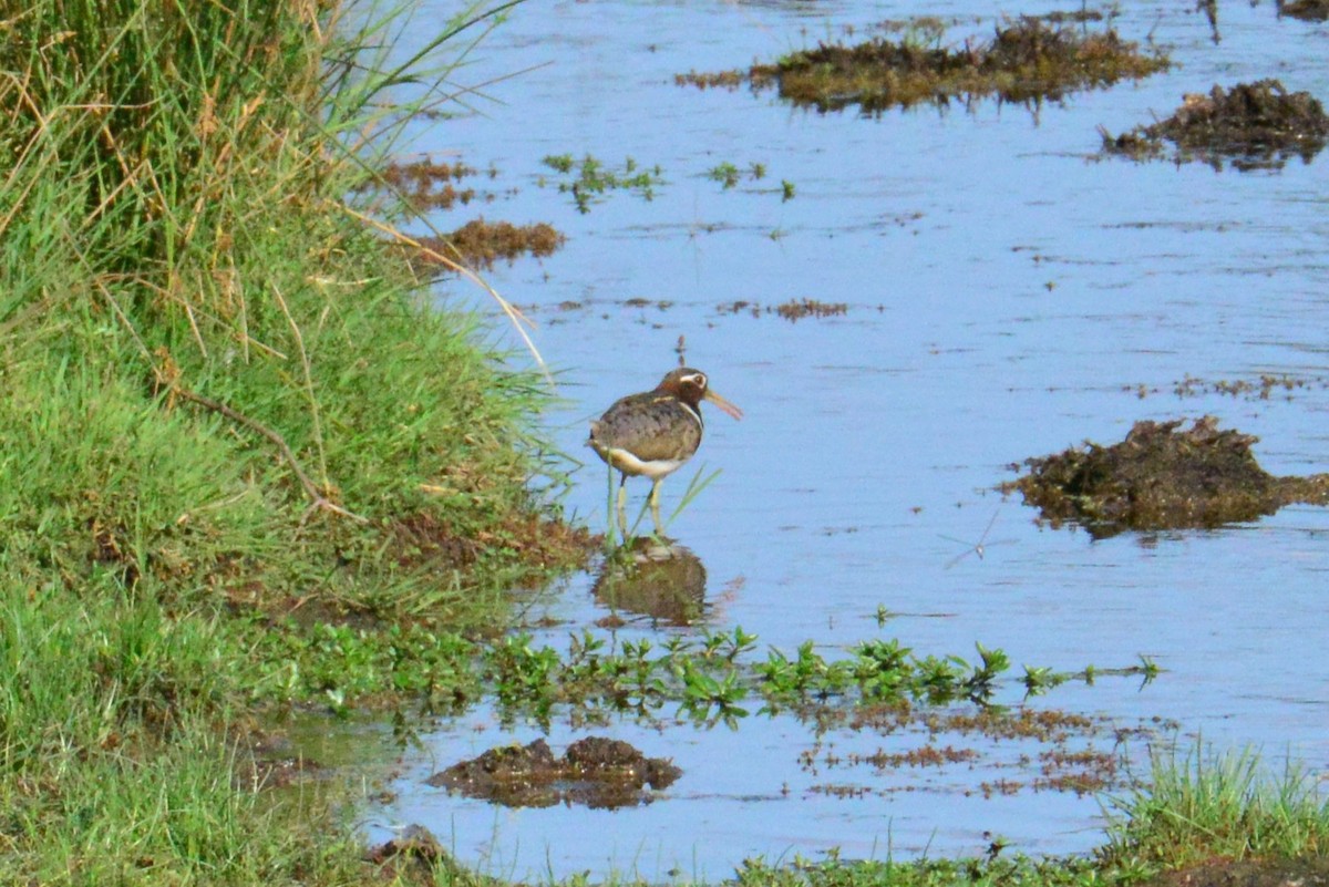Australian Painted-Snipe - ML644513244