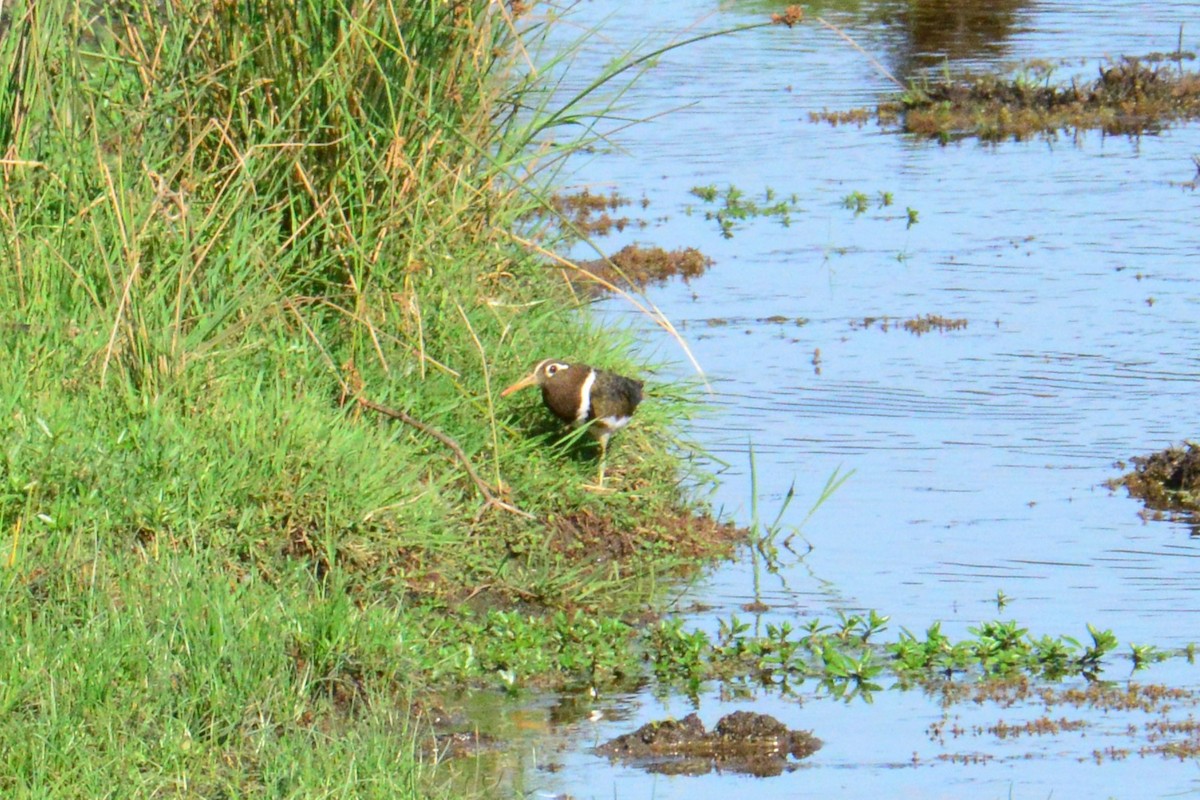 Australian Painted-Snipe - ML644513245