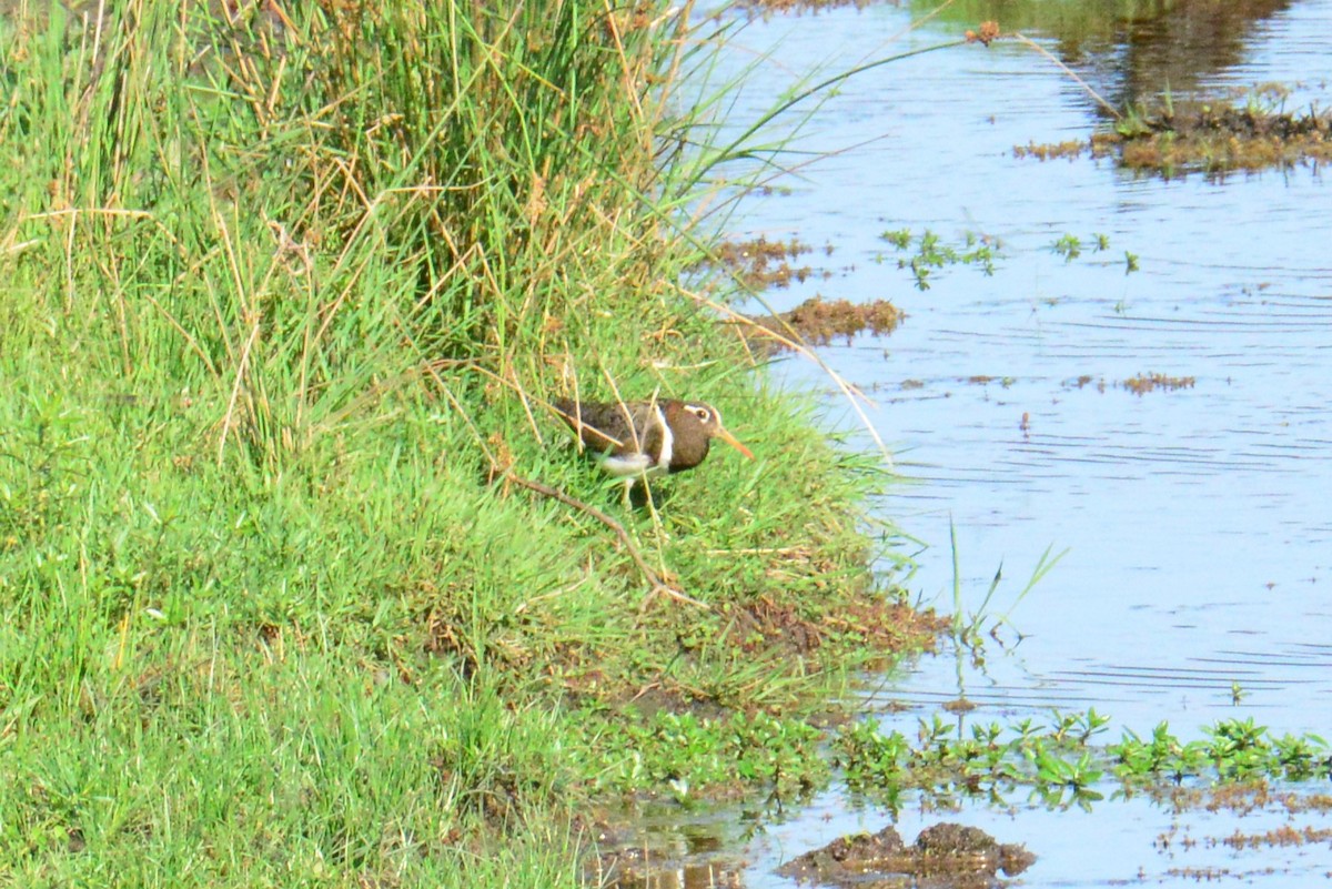 Australian Painted-Snipe - ML644513246
