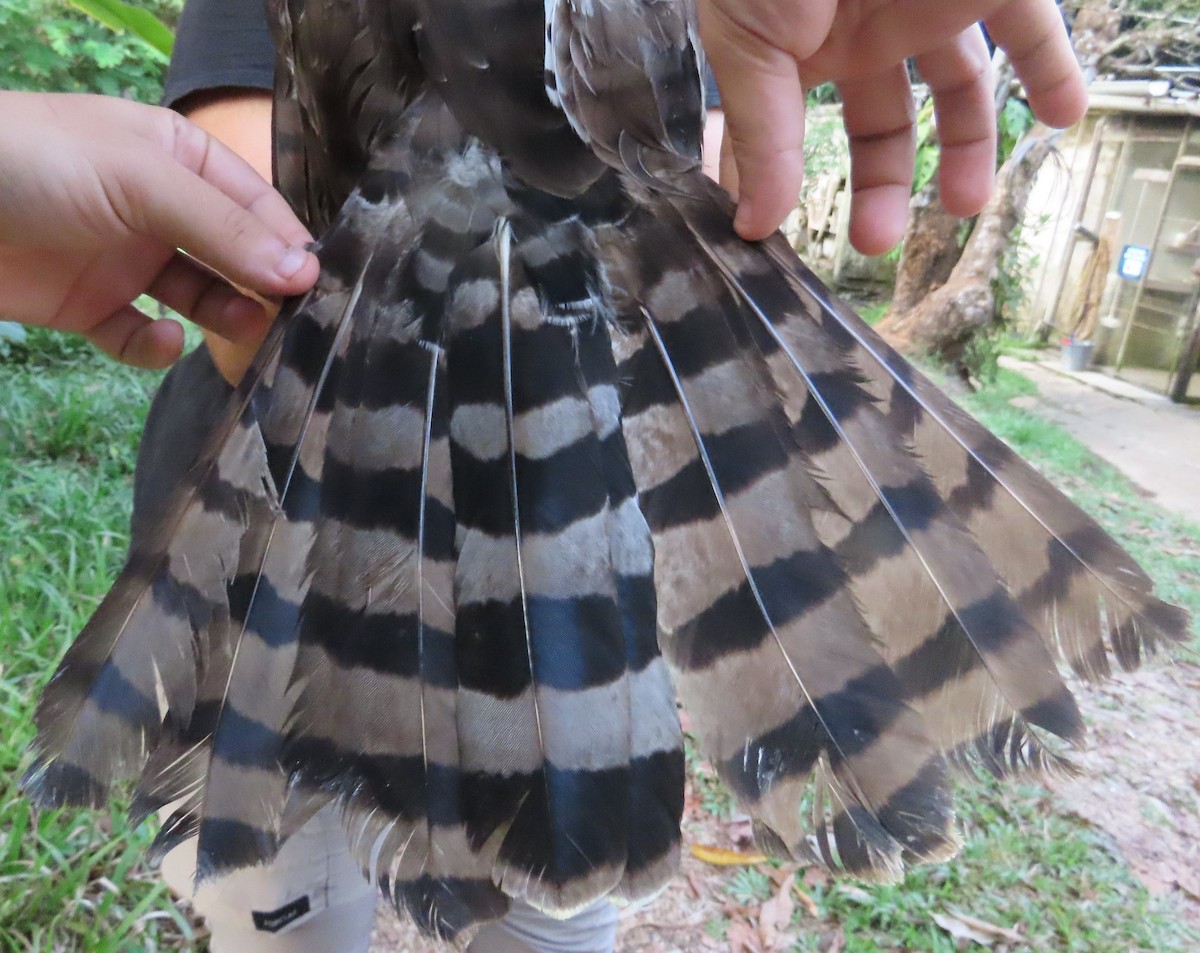 Prachtadler - ML644513249