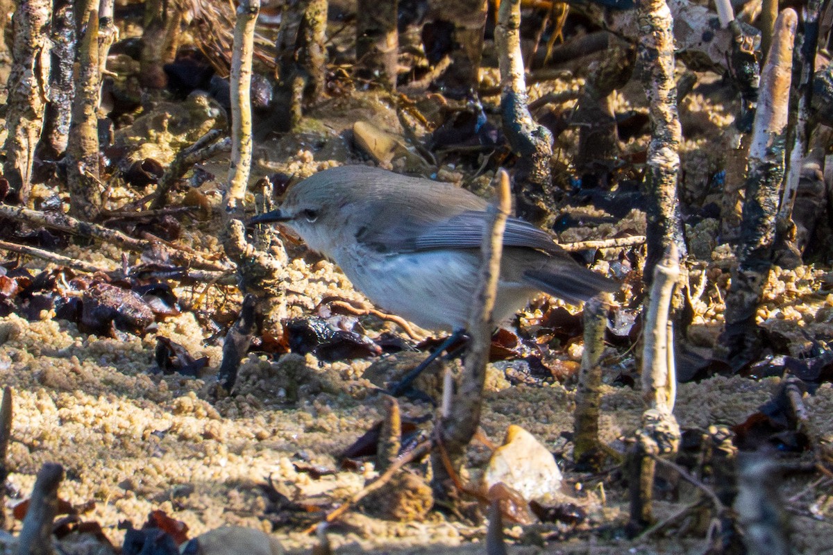 Ріроріро узбережний - ML644513257