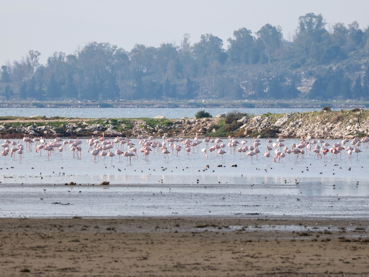 ヨーロッパフラミンゴ - ML644513260