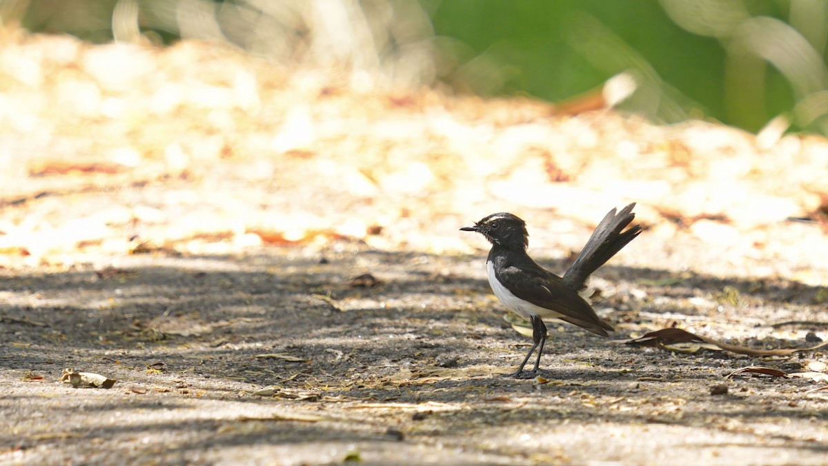 Willie-wagtail - ML644513261