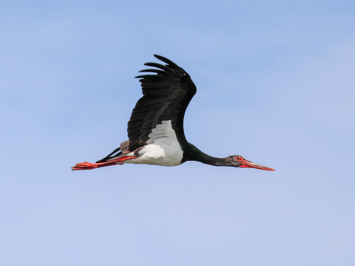 Black Stork - ML644513267