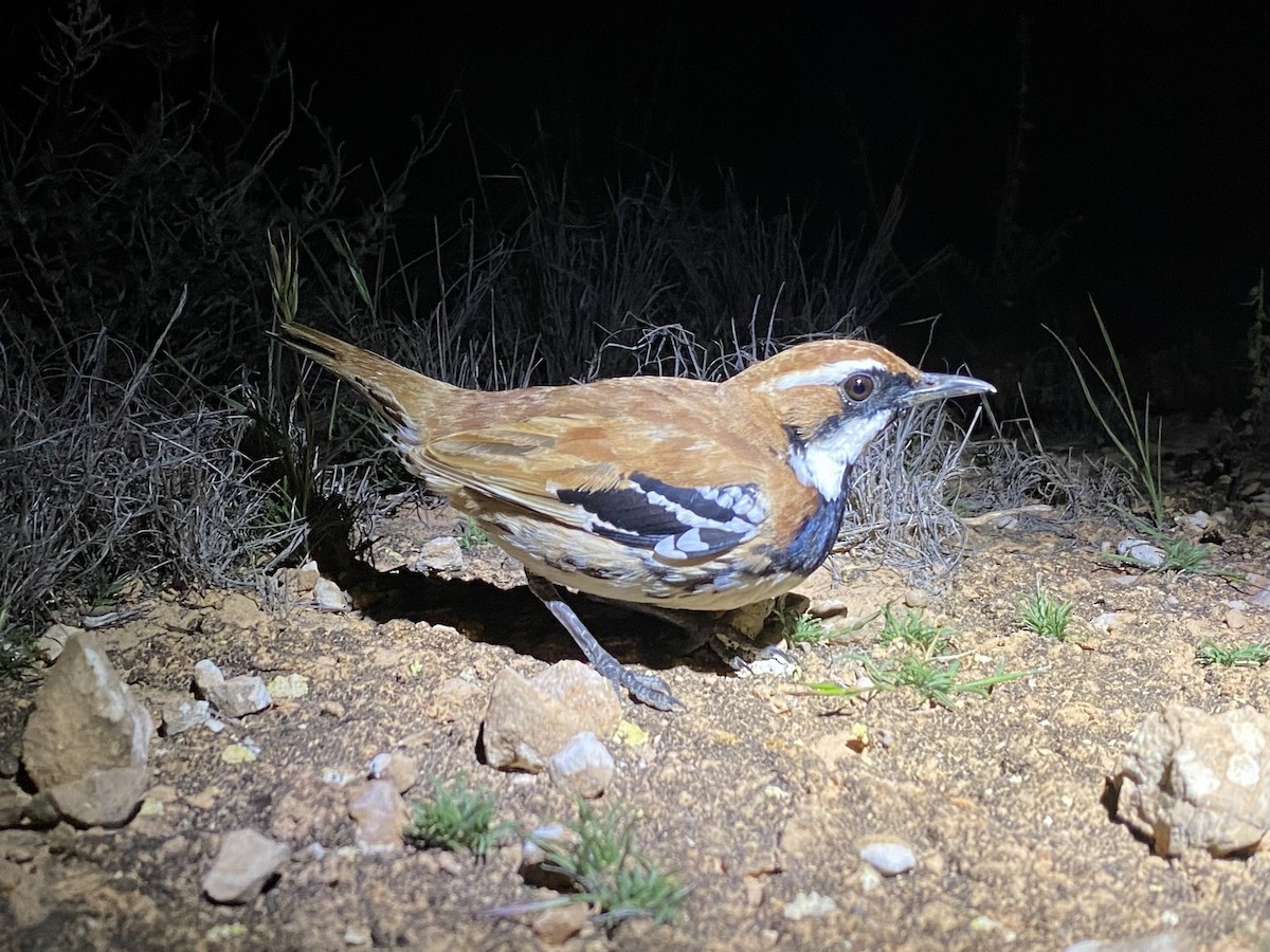 Nullarbor Quail-thrush - ML644513269