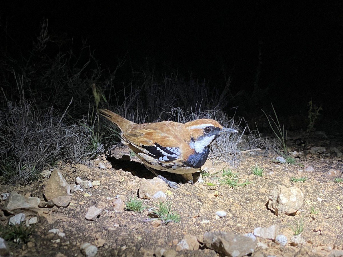 Nullarbor Quail-thrush - ML644513270