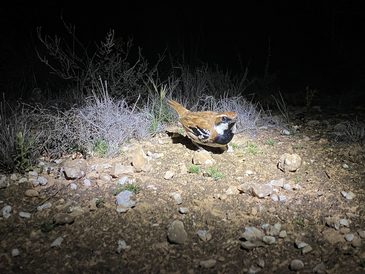 Nullarbor Quail-thrush - ML644513271