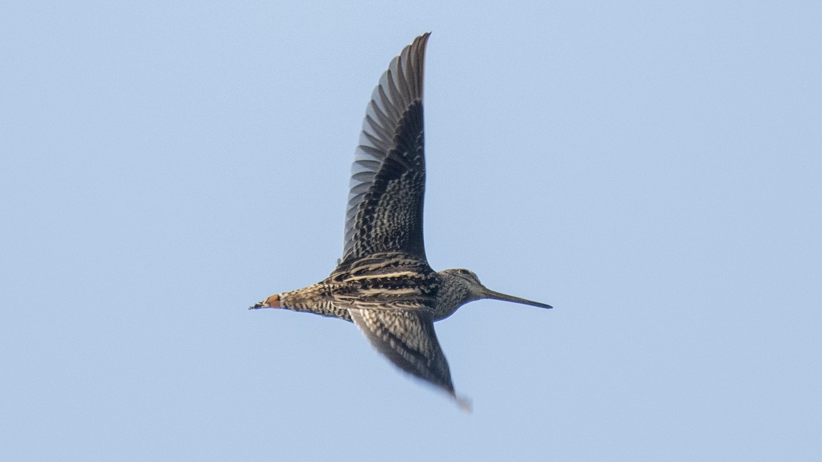 ハリオシギ - ML644513273