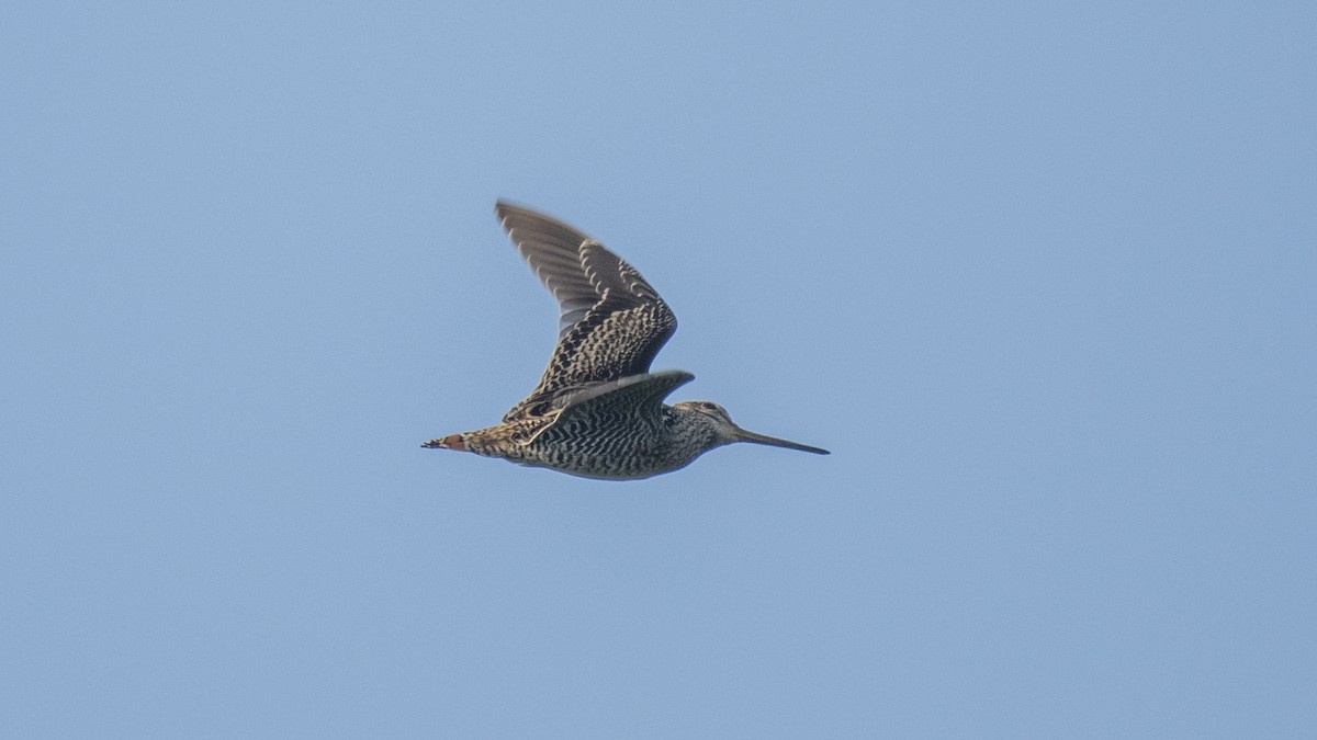 ハリオシギ - ML644513274