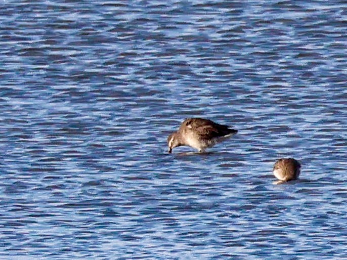 長嘴半蹼鷸 - ML644513275